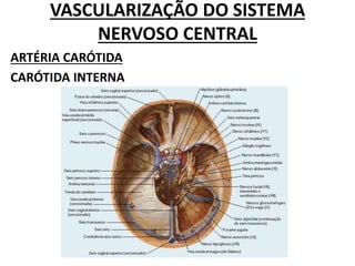 VASCULARIZAÇÃO DO SISTEMA
NERVOSO CENTRAL
ARTÉRIA CARÓTIDA
CARÓTIDA INTERNA
 