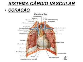 SISTEMA CÁRDIO-VASCULAR
• CORAÇÃO
 