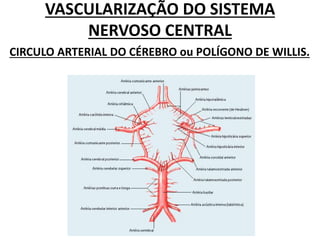 VASCULARIZAÇÃO DO SISTEMA
NERVOSO CENTRAL
CIRCULO ARTERIAL DO CÉREBRO ou POLÍGONO DE WILLIS.
 