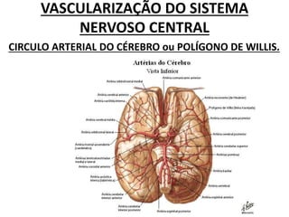 VASCULARIZAÇÃO DO SISTEMA
NERVOSO CENTRAL
CIRCULO ARTERIAL DO CÉREBRO ou POLÍGONO DE WILLIS.
 