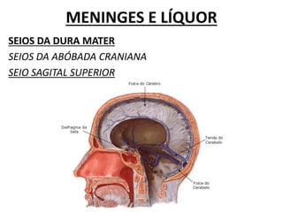 MENINGES E LÍQUOR
SEIOS DA DURA MATER
SEIOS DA ABÓBADA CRANIANA
SEIO SAGITAL SUPERIOR
 