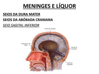 MENINGES E LÍQUOR
SEIOS DA DURA MATER
SEIOS DA ABÓBADA CRANIANA
SEIO SAGITAL INFERIOR
 