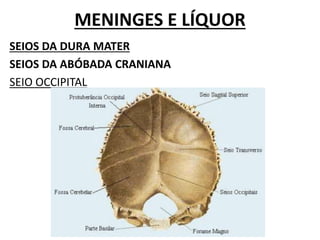MENINGES E LÍQUOR
SEIOS DA DURA MATER
SEIOS DA ABÓBADA CRANIANA
SEIO OCCIPITAL
 