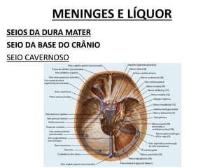 MENINGES E LÍQUOR
SEIOS DA DURA MATER
SEIO DA BASE DO CRÂNIO
SEIO CAVERNOSO
 