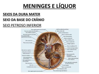 MENINGES E LÍQUOR
SEIOS DA DURA MATER
SEIO DA BASE DO CRÂNIO
SEIO PETROSO INFERIOR
 
