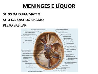 MENINGES E LÍQUOR
SEIOS DA DURA MATER
SEIO DA BASE DO CRÂNIO
PLEXO BASILAR
 