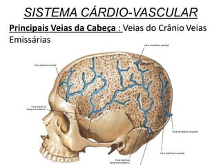 SISTEMA CÁRDIO-VASCULAR
Principais Veias da Cabeça : Veias do Crânio Veias
Emissárias
 