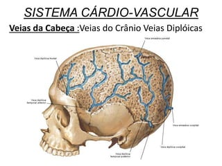 SISTEMA CÁRDIO-VASCULAR
Veias da Cabeça :Veias do Crânio Veias Diplóicas
 