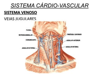 SISTEMA CÁRDIO-VASCULAR
SISTEMA VENOSO
VEIAS JUGULARES
 
