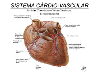 SISTEMA CÁRDIO-VASCULAR
 