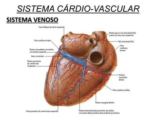 SISTEMA CÁRDIO-VASCULAR
SISTEMA VENOSO
 