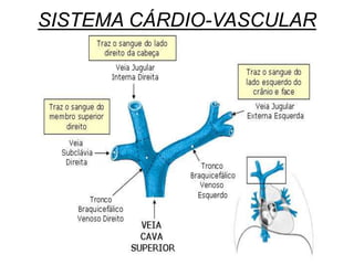 SISTEMA CÁRDIO-VASCULAR
 