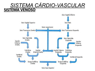 SISTEMA CÁRDIO-VASCULAR
SISTEMA VENOSO
 