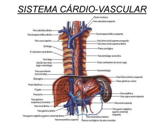 SISTEMA CÁRDIO-VASCULAR
 