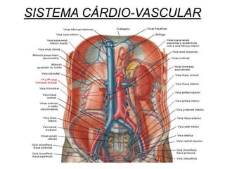 SISTEMA CÁRDIO-VASCULAR
 