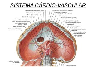 SISTEMA CÁRDIO-VASCULAR
 