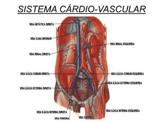 SISTEMA CÁRDIO-VASCULAR
 
