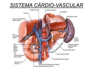 SISTEMA CÁRDIO-VASCULAR
 