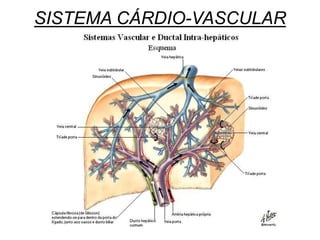 SISTEMA CÁRDIO-VASCULAR
 
