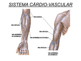 SISTEMA CÁRDIO-VASCULAR
 