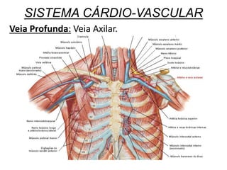 SISTEMA CÁRDIO-VASCULAR
Veia Profunda: Veia Axilar.
 