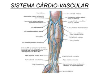 SISTEMA CÁRDIO-VASCULAR
 