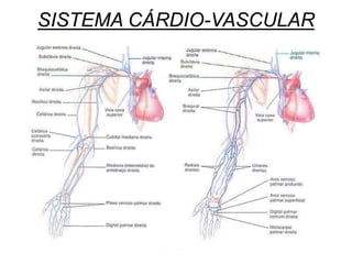 SISTEMA CÁRDIO-VASCULAR
 