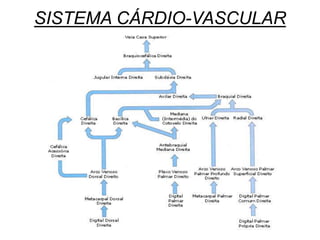 SISTEMA CÁRDIO-VASCULAR
 