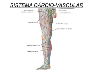 SISTEMA CÁRDIO-VASCULAR
 