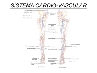 SISTEMA CÁRDIO-VASCULAR
 