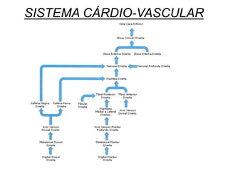 SISTEMA CÁRDIO-VASCULAR
 