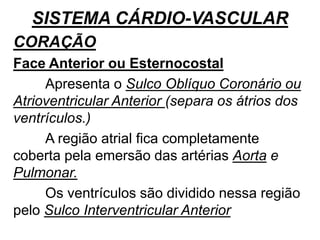 SISTEMA CÁRDIO-VASCULAR
CORAÇÃO
Face Anterior ou Esternocostal
Apresenta o Sulco Oblíquo Coronário ou
Atrioventricular Anterior (separa os átrios dos
ventrículos.)
A região atrial fica completamente
coberta pela emersão das artérias Aorta e
Pulmonar.
Os ventrículos são dividido nessa região
pelo Sulco Interventricular Anterior
 