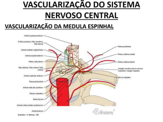 VASCULARIZAÇÃO DO SISTEMA
NERVOSO CENTRAL
VASCULARIZAÇÃO DA MEDULA ESPINHAL
 