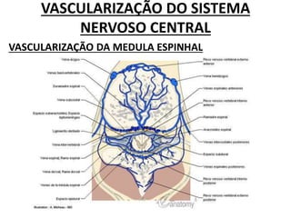 VASCULARIZAÇÃO DO SISTEMA
NERVOSO CENTRAL
VASCULARIZAÇÃO DA MEDULA ESPINHAL
 