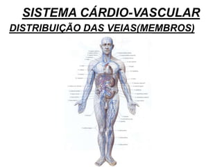 SISTEMA CÁRDIO-VASCULAR
DISTRIBUIÇÃO DAS VEIAS(MEMBROS)
 