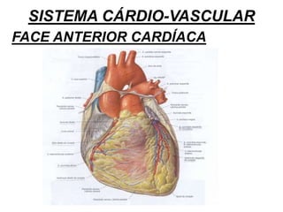 SISTEMA CÁRDIO-VASCULAR
FACE ANTERIOR CARDÍACA
 