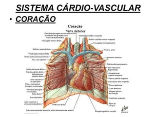 SISTEMA CÁRDIO-VASCULAR
• CORAÇÃO
 