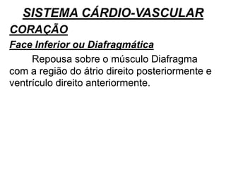 SISTEMA CÁRDIO-VASCULAR
CORAÇÃO
Face Inferior ou Diafragmática
Repousa sobre o músculo Diafragma
com a região do átrio direito posteriormente e
ventrículo direito anteriormente.
 
