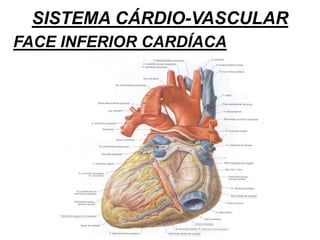 SISTEMA CÁRDIO-VASCULAR
FACE INFERIOR CARDÍACA
 