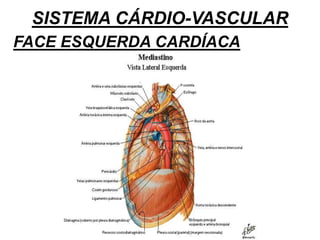 SISTEMA CÁRDIO-VASCULAR
FACE ESQUERDA CARDÍACA
 