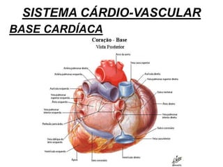 SISTEMA CÁRDIO-VASCULAR
BASE CARDÍACA
 