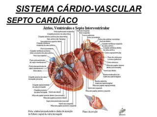 SISTEMA CÁRDIO-VASCULAR
SEPTO CARDÍACO
 