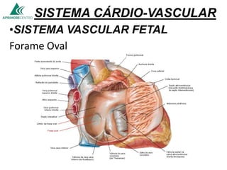 SISTEMA CÁRDIO-VASCULAR
•SISTEMA VASCULAR FETAL
Forame Oval
 