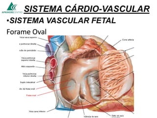 SISTEMA CÁRDIO-VASCULAR
•SISTEMA VASCULAR FETAL
Forame Oval
 