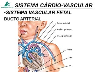 SISTEMA CÁRDIO-VASCULAR
•SISTEMA VASCULAR FETAL
DUCTO ARTERIAL
 