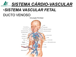 SISTEMA CÁRDIO-VASCULAR
•SISTEMA VASCULAR FETAL
DUCTO VENOSO
 