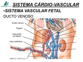 SISTEMA CÁRDIO-VASCULAR
•SISTEMA VASCULAR FETAL
DUCTO VENOSO
 