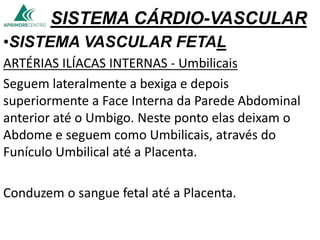 SISTEMA CÁRDIO-VASCULAR
•SISTEMA VASCULAR FETAL
ARTÉRIAS ILÍACAS INTERNAS - Umbilicais
Seguem lateralmente a bexiga e depois
superiormente a Face Interna da Parede Abdominal
anterior até o Umbigo. Neste ponto elas deixam o
Abdome e seguem como Umbilicais, através do
Funículo Umbilical até a Placenta.
Conduzem o sangue fetal até a Placenta.
 
