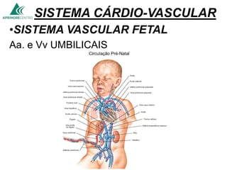 SISTEMA CÁRDIO-VASCULAR
•SISTEMA VASCULAR FETAL
Aa. e Vv UMBILICAIS
 