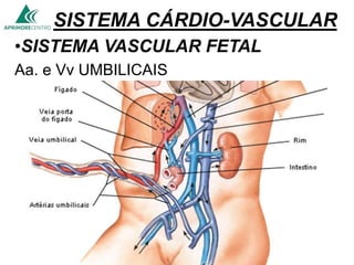 SISTEMA CÁRDIO-VASCULAR
•SISTEMA VASCULAR FETAL
Aa. e Vv UMBILICAIS
 